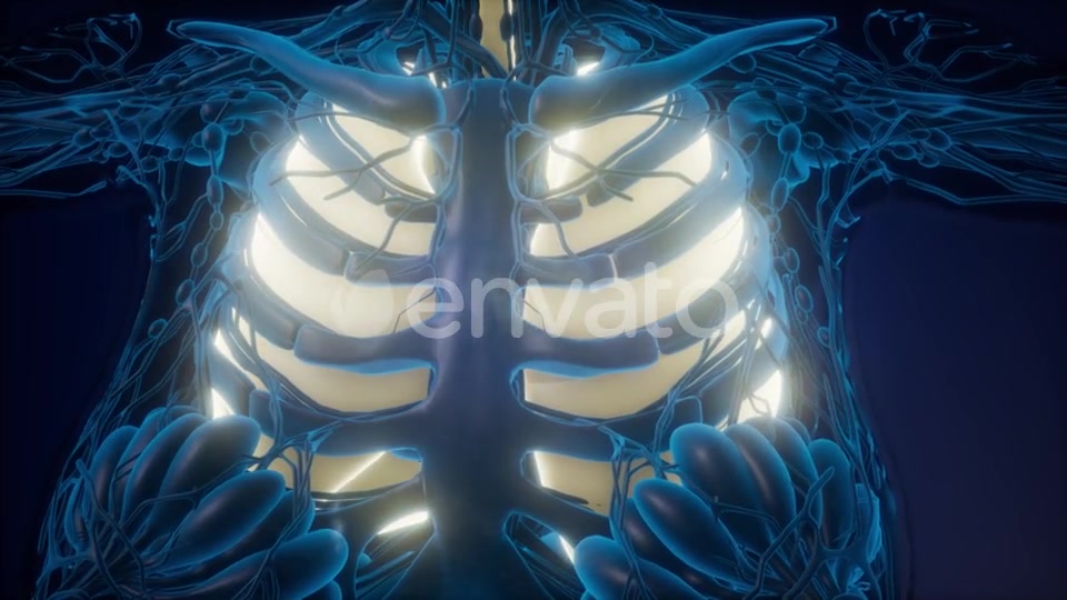 Human Body with Visible Lungs - Download Videohive 21987383