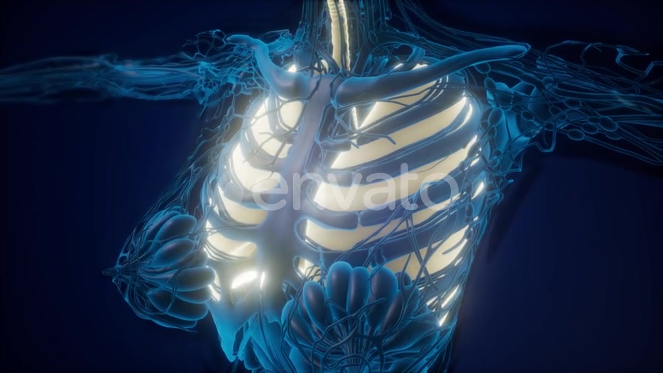 Human Body with Visible Lungs - Download Videohive 22134526