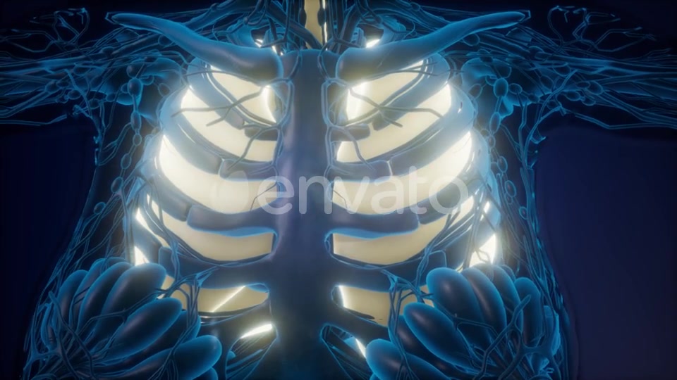 Human Body with Visible Lungs - Download Videohive 22134526