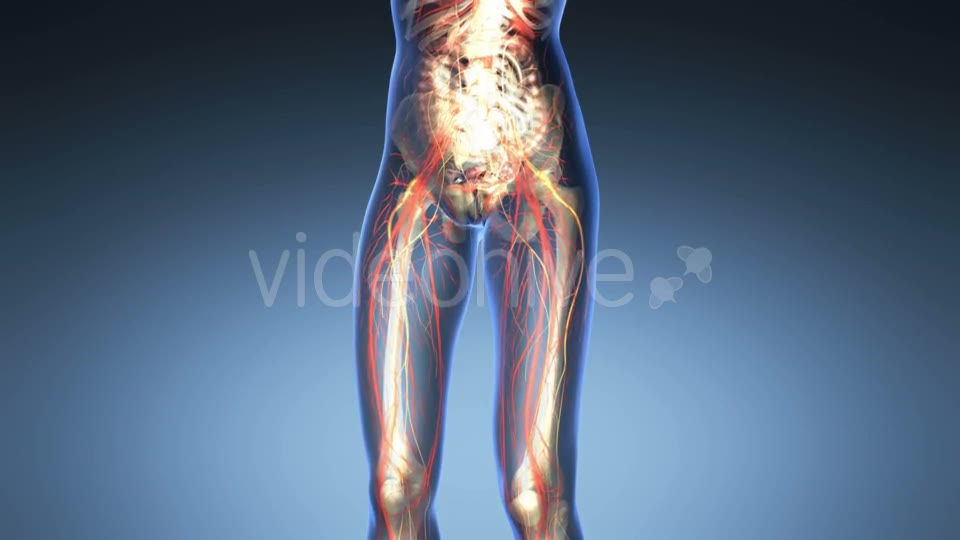 Human Body With Visible Organs - Download Videohive 18033488