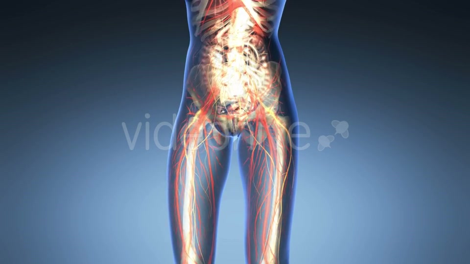 Human Body With Visible Organs - Download Videohive 18033488