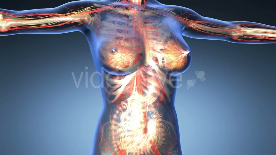 Human Body With Visible Organs - Download Videohive 18033488