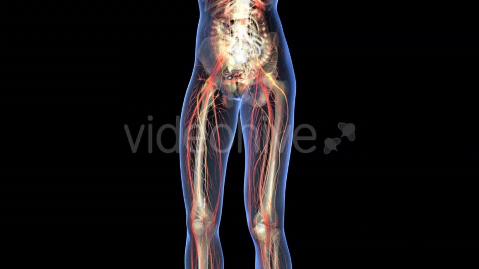 Human Body With Visible Organs - Download Videohive 18034921