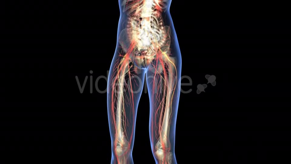 Human Body With Visible Organs - Download Videohive 18034921