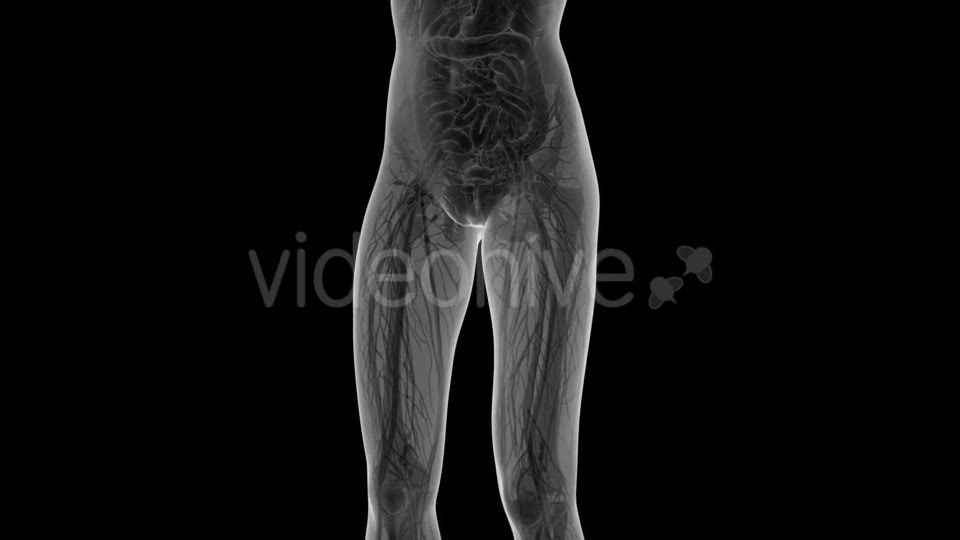 Human Body With Visible Organs - Download Videohive 18034942