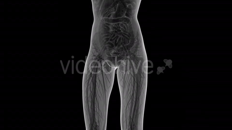 Human Body With Visible Organs - Download Videohive 18034942