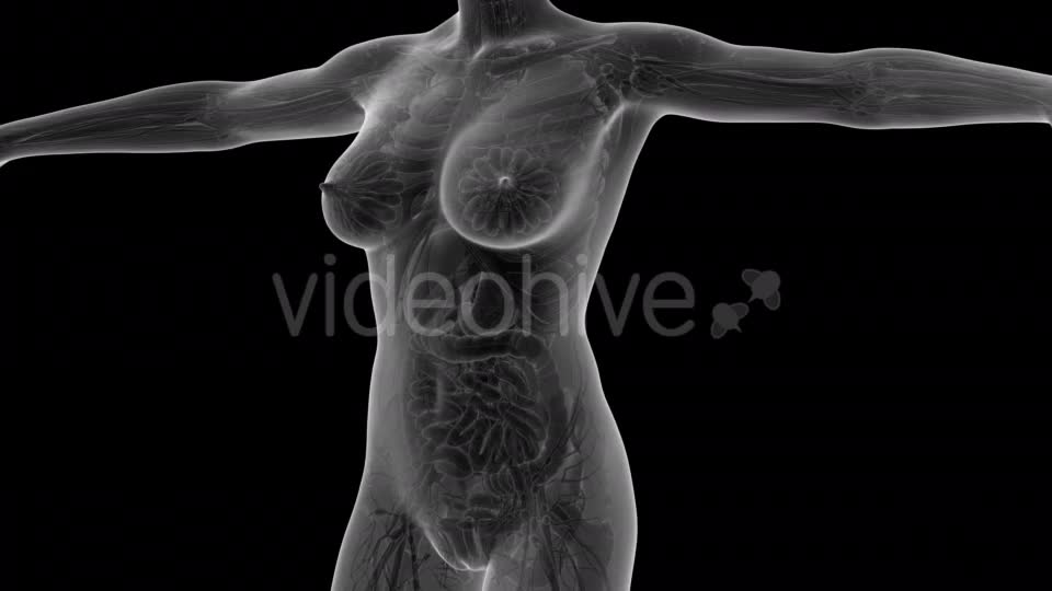 Human Body With Visible Organs - Download Videohive 18036382