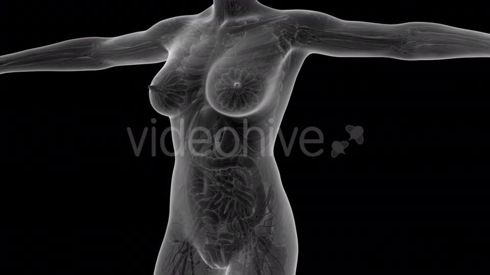 Human Body With Visible Organs - Download Videohive 18036382