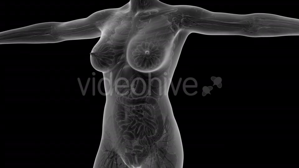 Human Body With Visible Organs - Download Videohive 18036382
