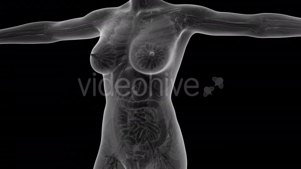 Human Body With Visible Organs - Download Videohive 18036382