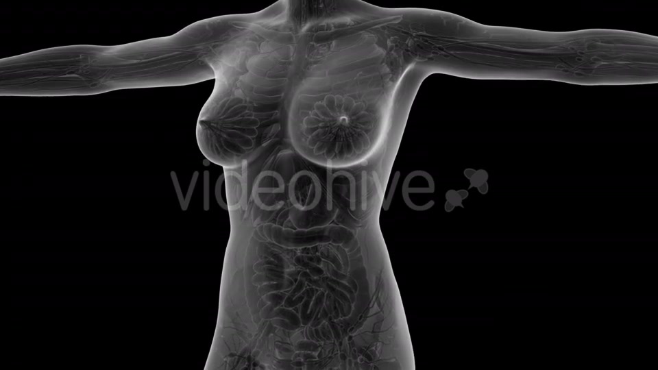 Human Body With Visible Organs - Download Videohive 18036382