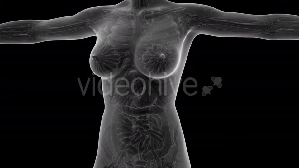 Human Body With Visible Organs - Download Videohive 18036382