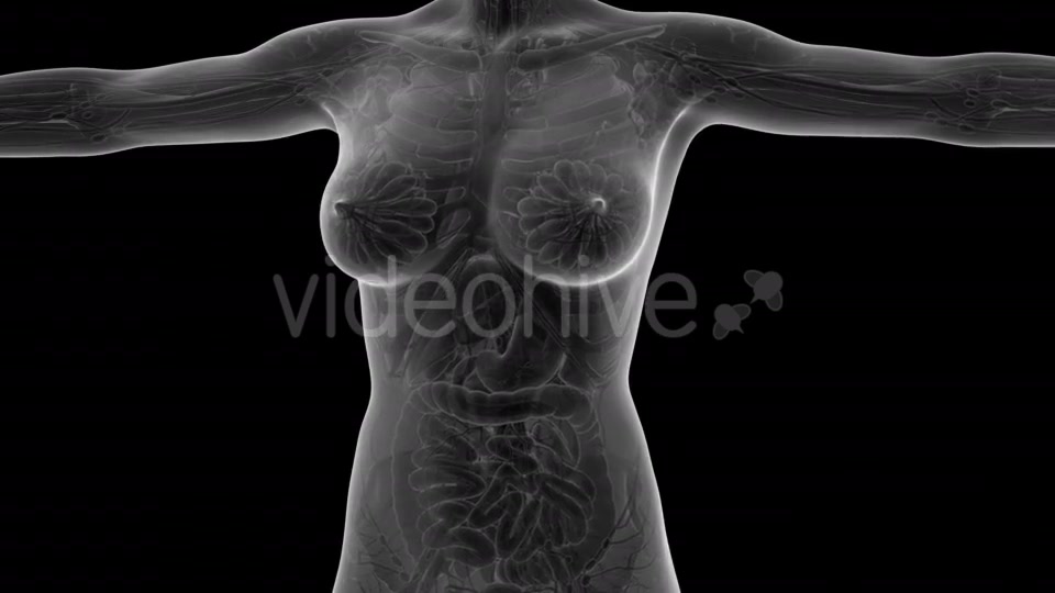 Human Body With Visible Organs - Download Videohive 18036382