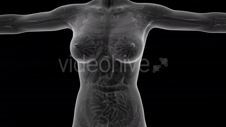 Human Body With Visible Organs - Download Videohive 18036382