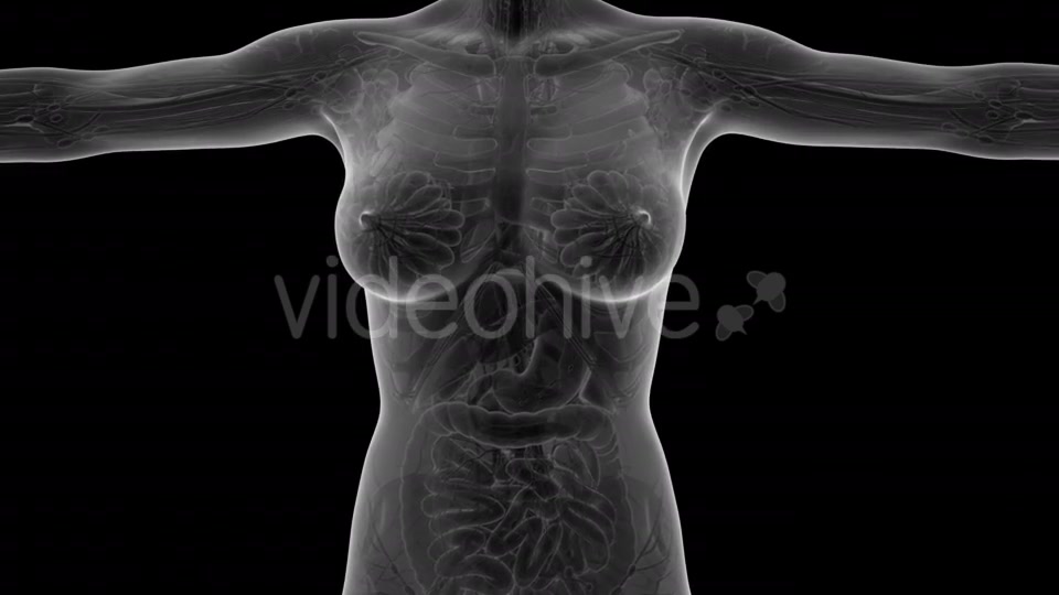 Human Body With Visible Organs - Download Videohive 18036382