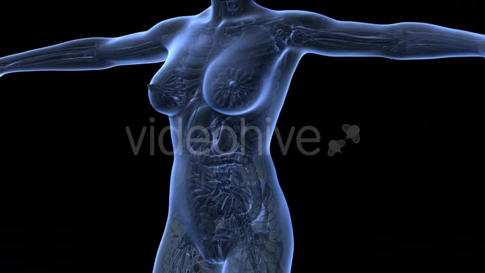 Human Body With Visible Organs - Download Videohive 18036411