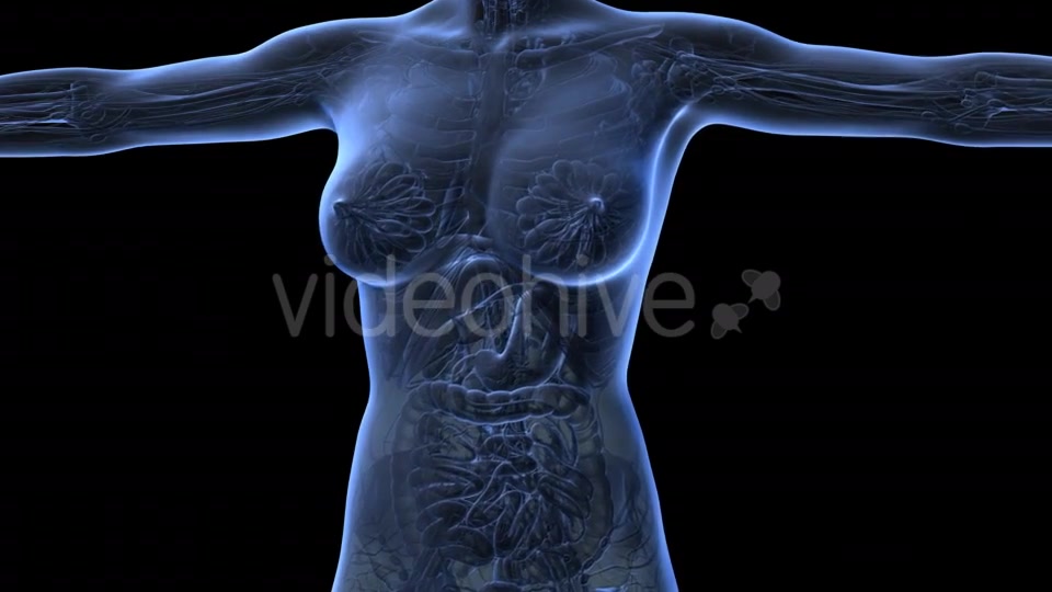 Human Body With Visible Organs - Download Videohive 18036411
