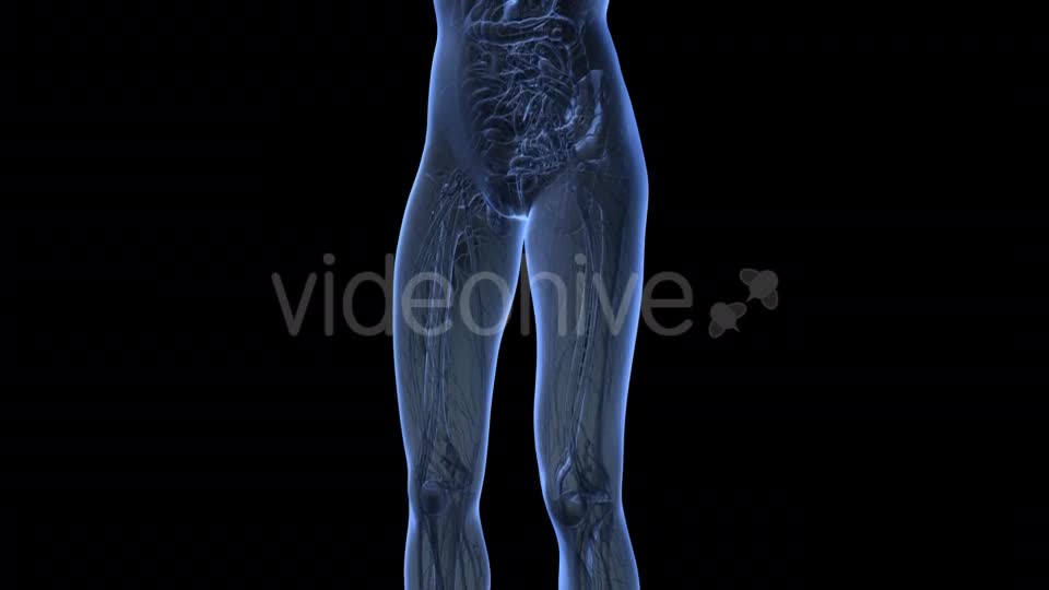 Human Body With Visible Organs - Download Videohive 18036429