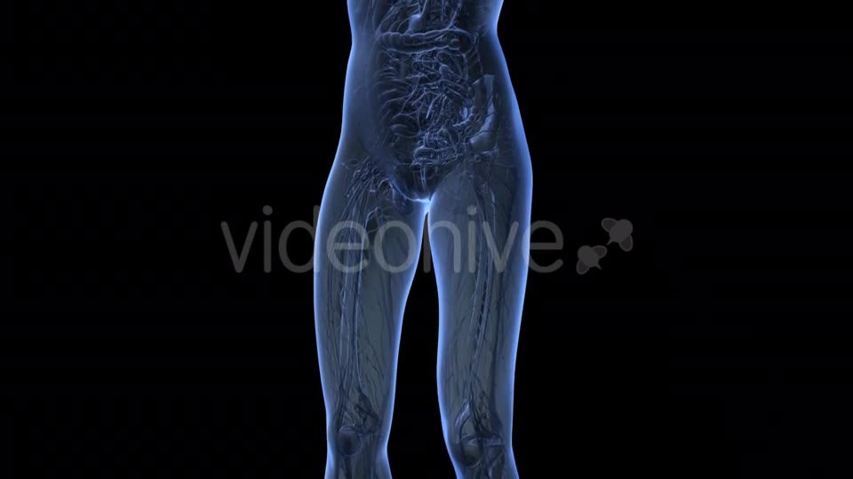 Human Body With Visible Organs - Download Videohive 18036429