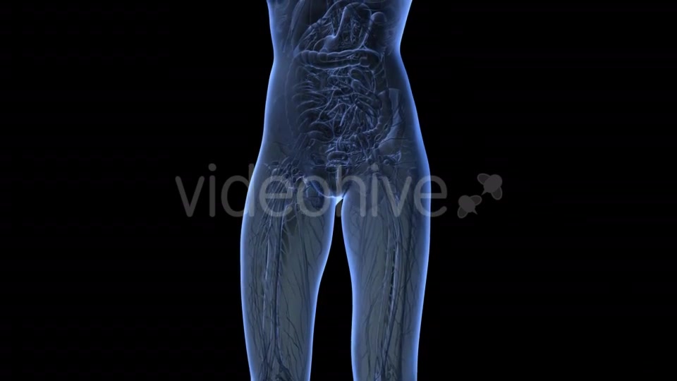 Human Body With Visible Organs - Download Videohive 18036429