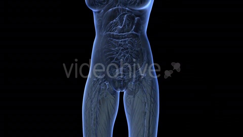 Human Body With Visible Organs - Download Videohive 18036429