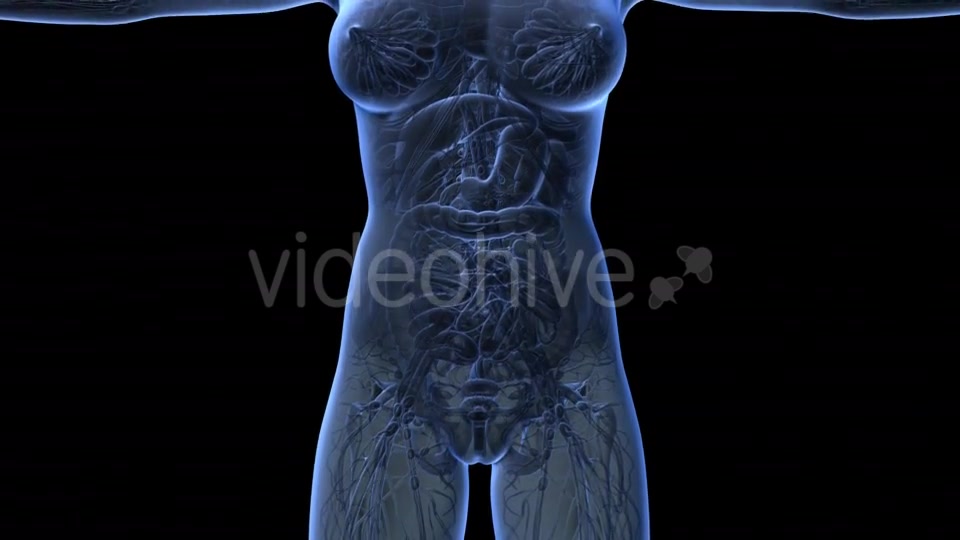 Human Body With Visible Organs - Download Videohive 18036429