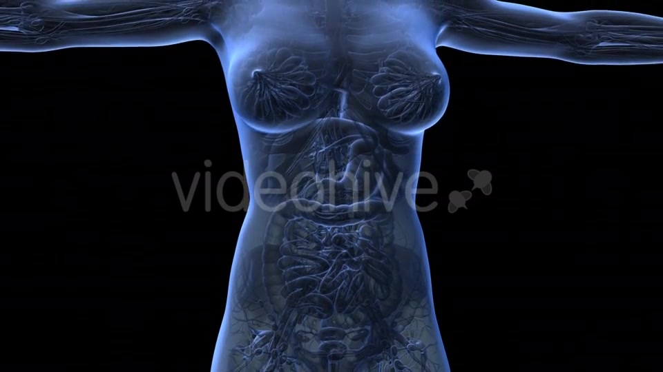 Human Body With Visible Organs - Download Videohive 18036429