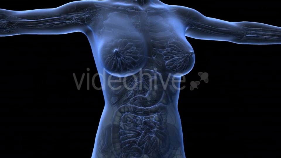 Human Body With Visible Organs - Download Videohive 18036429