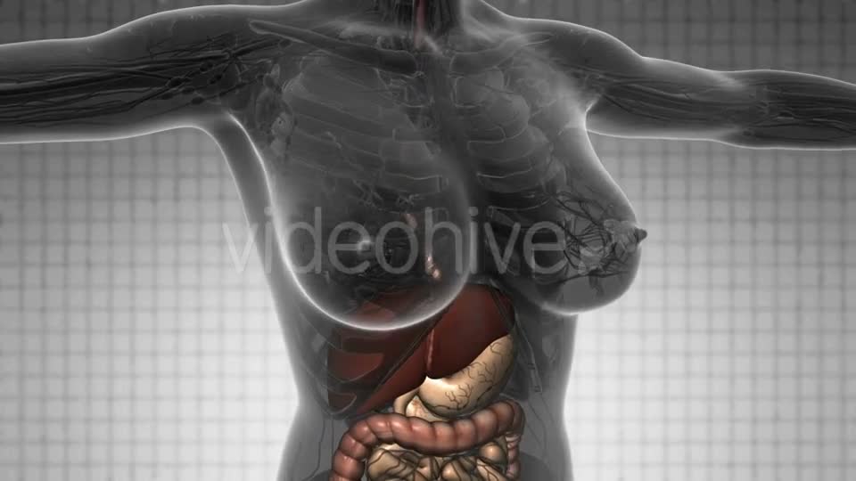 Human Body with Visible Organs - Download Videohive 21388979