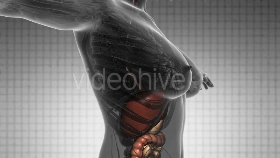 Human Body with Visible Organs - Download Videohive 21388979