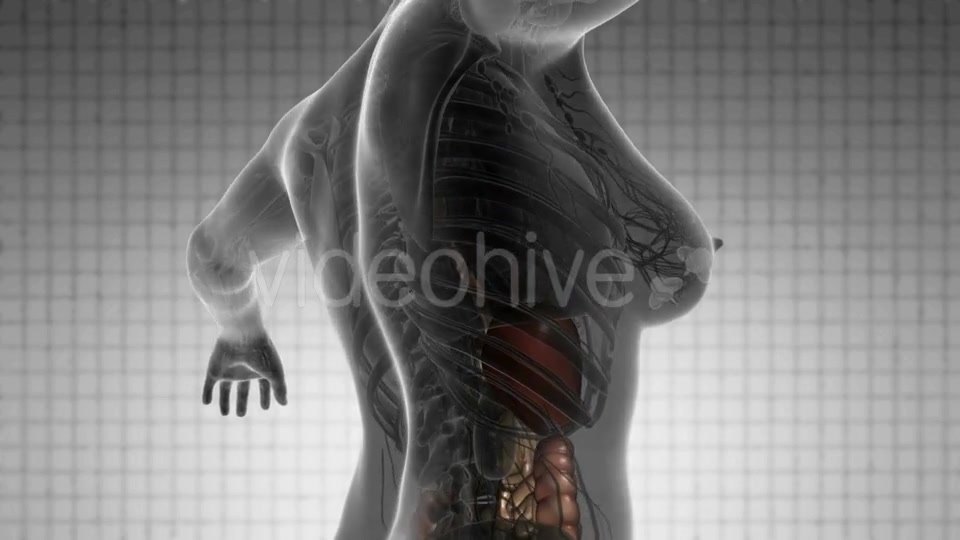 Human Body with Visible Organs - Download Videohive 21388979