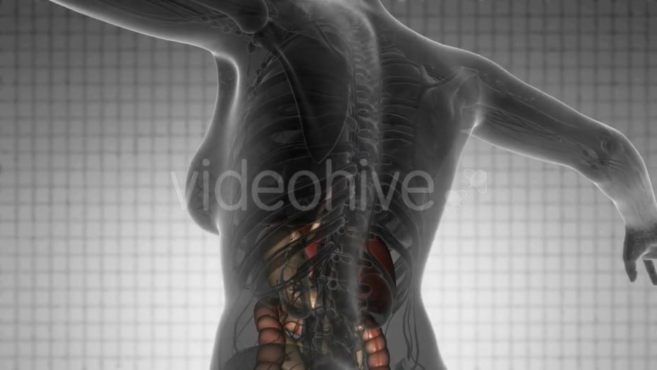 Human Body with Visible Organs - Download Videohive 21388979