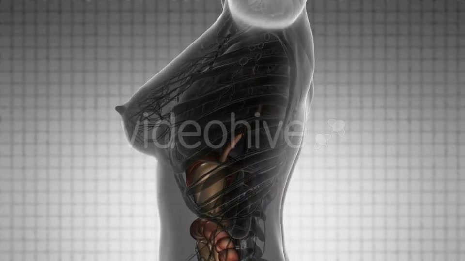 Human Body with Visible Organs - Download Videohive 21388979