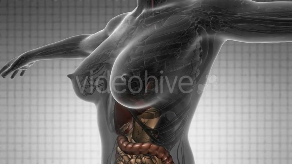 Human Body with Visible Organs - Download Videohive 21388979