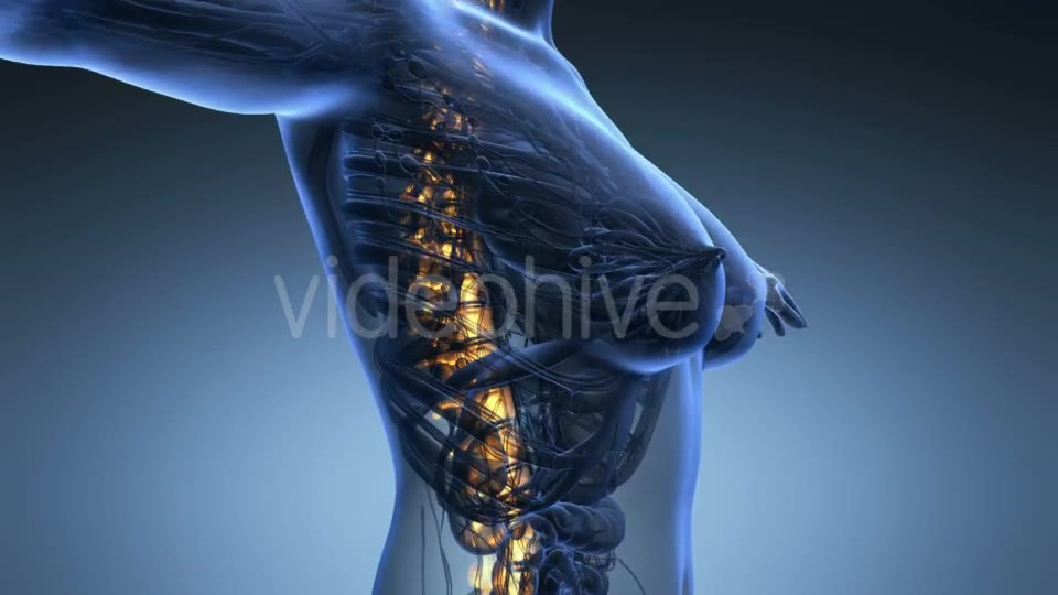 Human Body With Visible Skeletal Bones - Download Videohive 18028199