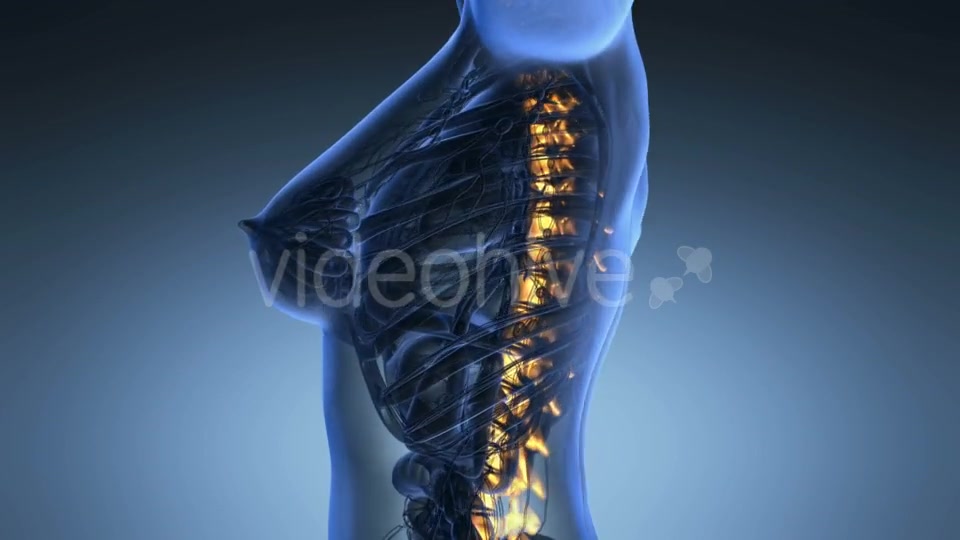 Human Body With Visible Skeletal Bones - Download Videohive 18028199