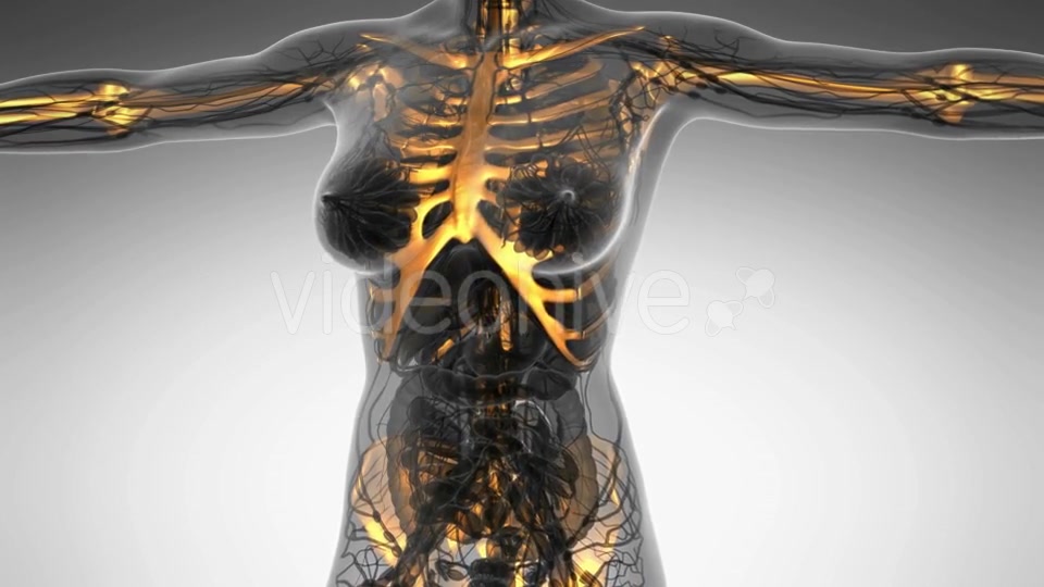 Human Body With Visible Skeletal Bones - Download Videohive 18028202