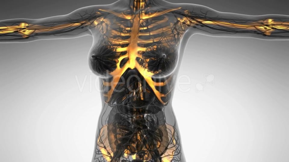 Human Body With Visible Skeletal Bones - Download Videohive 18028202
