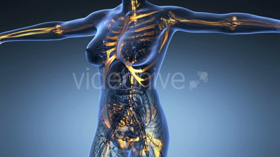 Human Body With Visible Skeletal Bones - Download Videohive 18028228