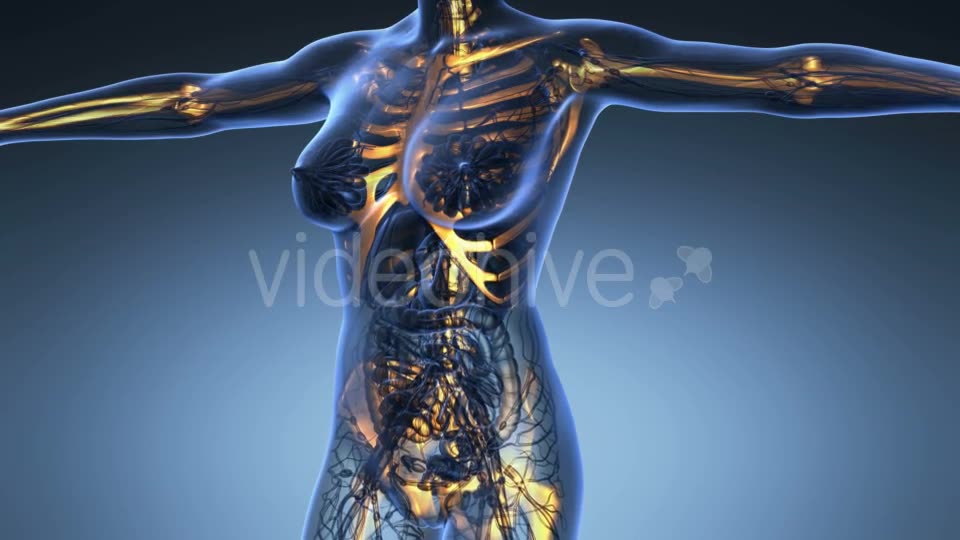 Human Body With Visible Skeletal Bones - Download Videohive 18028228