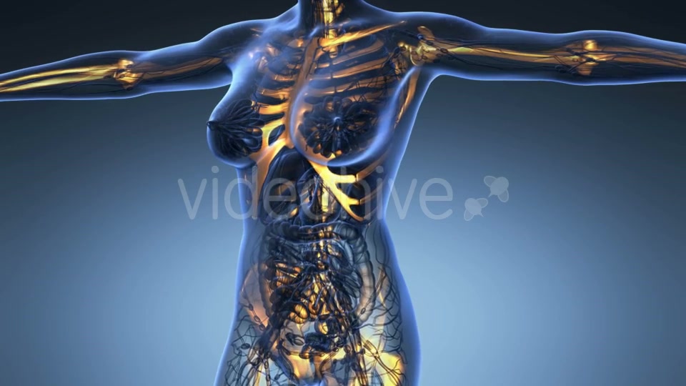 Human Body With Visible Skeletal Bones - Download Videohive 18028228