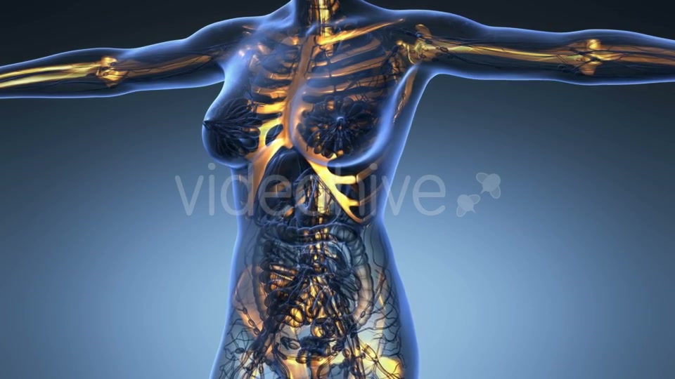 Human Body With Visible Skeletal Bones - Download Videohive 18028228