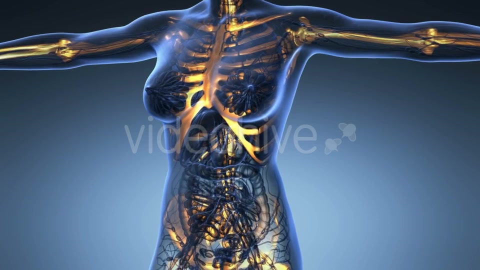 Human Body With Visible Skeletal Bones - Download Videohive 18028228