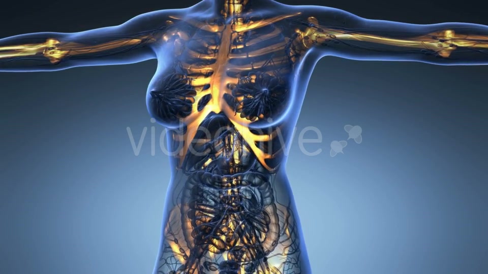 Human Body With Visible Skeletal Bones - Download Videohive 18028228