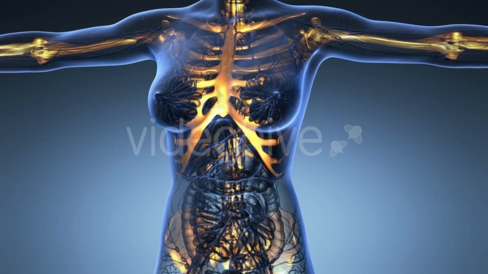 Human Body With Visible Skeletal Bones - Download Videohive 18028228