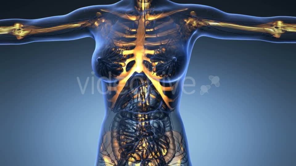 Human Body With Visible Skeletal Bones - Download Videohive 18028228