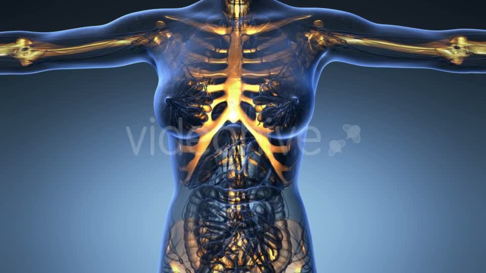 Human Body With Visible Skeletal Bones - Download Videohive 18028228