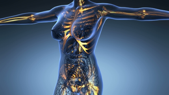 Human Body With Visible Skeletal Bones - Download Videohive 18028228