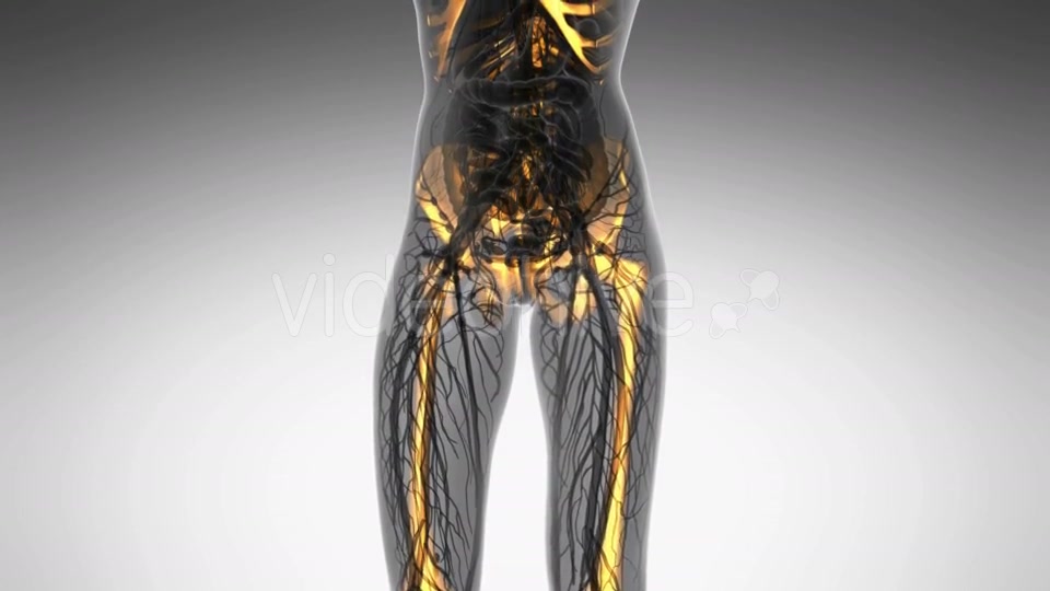 Human Body With Visible Skeletal Bones - Download Videohive 18028254