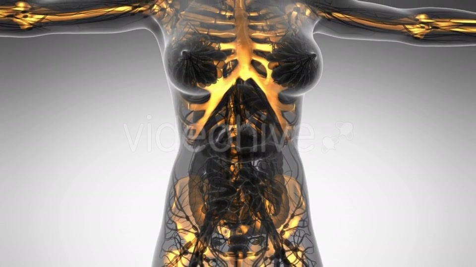 Human Body With Visible Skeletal Bones - Download Videohive 18028254